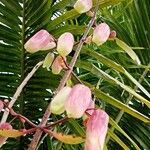 Bryophyllum pinnatum Blomst