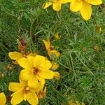 Bidens aurea Habit