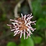 Homogyne alpina Flower