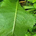 Armoracia rusticana Лист