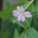 Epilobium montanum Λουλούδι