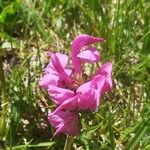 Pedicularis pyrenaica Kvet