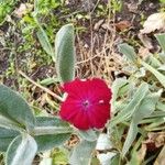 Silene coronaria Fleur