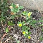 Trifolium campestre Habit