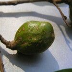 Xylopia vieillardii Fruit