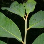 Virola guatemalensis Leaf