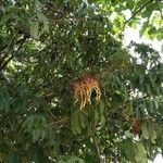 Adansonia za Flower