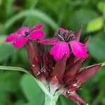 Dianthus giganteus Кветка