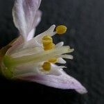Deutzia staminea Flower
