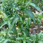 Veronica anagallis-aquatica Habit