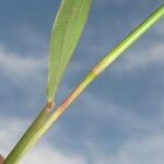 Hyparrhenia cymbaria Leaf