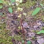 Pyrola chlorantha Hábito