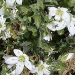 Arenaria hispida Flor