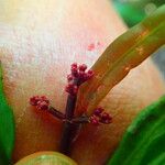 Psychotria hootmawaapensis Casca