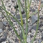 Allium commutatum Écorce