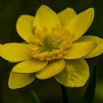 Ranunculus californicus Blüte