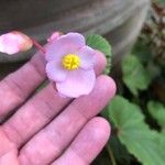 Begonia formosana Цветок