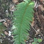 Polystichum aculeatumЛисток