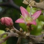 Dutaillyea trifoliolata Flor