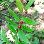 Streptopus lanceolatus Fruchs