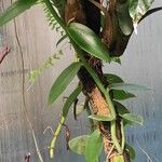 Vanilla planifolia Συνήθη χαρακτηριστικά