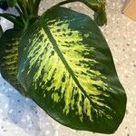 Dieffenbachia seguine Leaf