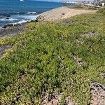 Carpobrotus chilensis Hoja