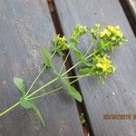 Hypericum punctatum Habitus