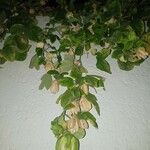 Passiflora edulis Kukka