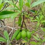 Cerbera odollam Fruit