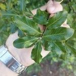 Pittosporum tenuifolium Leaf
