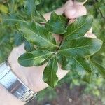 Pittosporum tenuifolium 葉