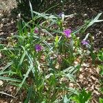 Tradescantia × andersoniana Flower