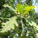 Quercus robur Likasa