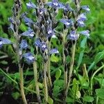 Orobanche ramosa Хабит