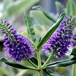 Veronica spicata Hoja