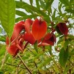 Erythrina crista-galli Цвят