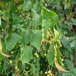 Tilia cordata Fruit