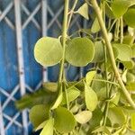 Dischidia nummularia Blatt