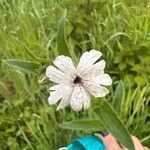 Silene latifoliaപുഷ്പം