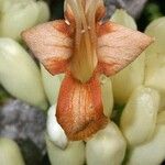 Oxera subverticillata Flor