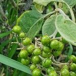 Solanum tettense Плод