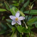 Solanum laxum Blüte