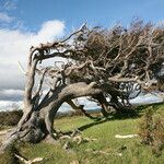 Nothofagus pumilio Other