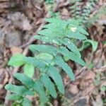 Asplenium platyneuron Fulla