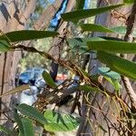 Hardenbergia violacea 樹皮