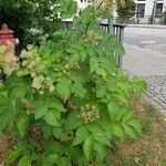 Aralia californica Liść