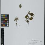 Pseudocorchorus alatus Other