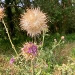 Silybum marianum Plod