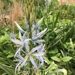 Camassia cusickii Flower